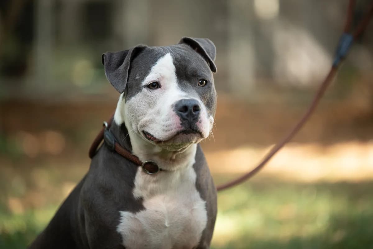 BOSS,  Mixed Breed for adoption at Tierheim Brunn am Gebirge, Brunn am Gebirge