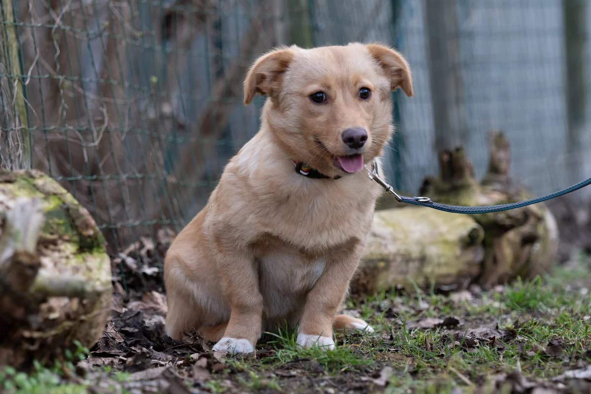 Dalita, male Mixed Breed for adoption at Tierheim Brunn am Gebirge, Brunn am Gebirge