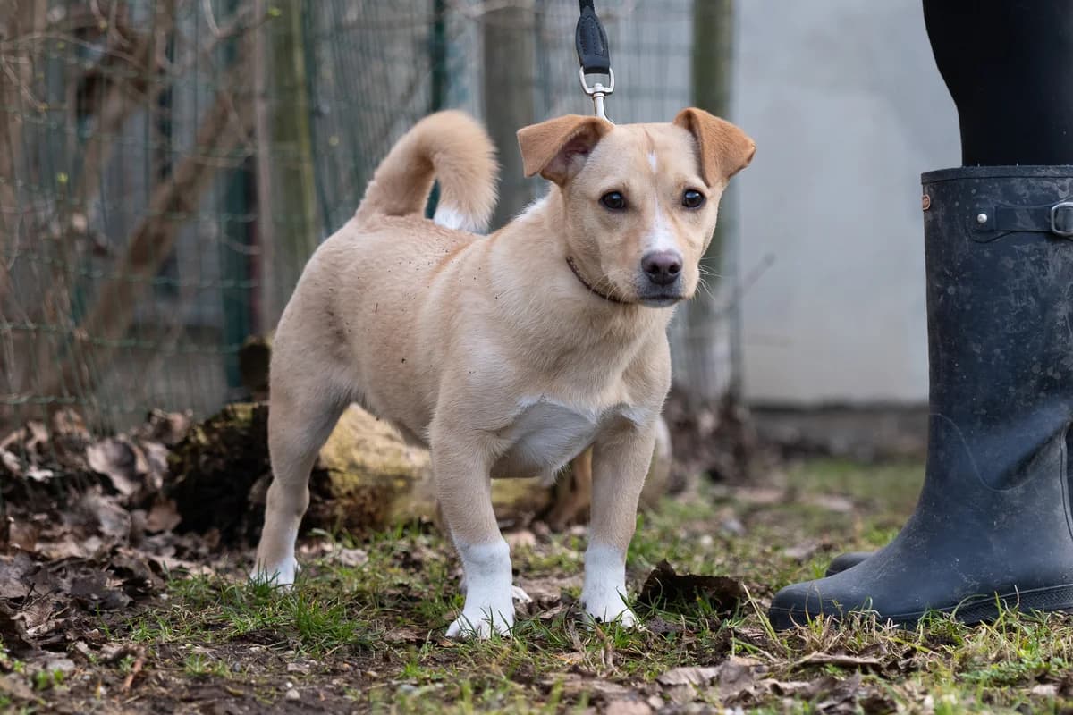 Dorell, male puppy Mixed Breed for adoption at Tierheim Brunn am Gebirge, Brunn am Gebirge