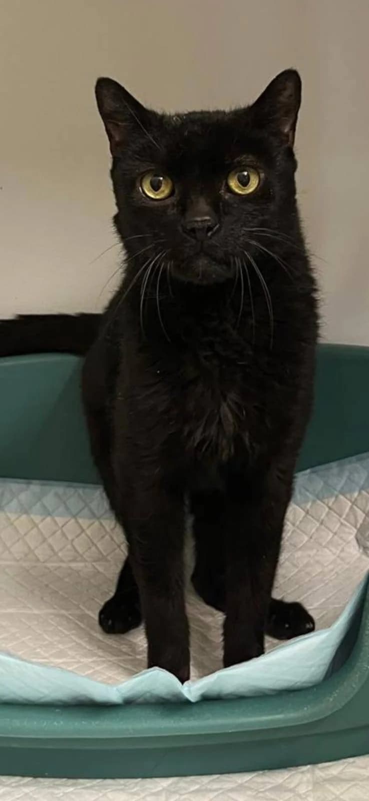 Heinrich, male Mixed Breed Cat for adoption at Tierheim Brunn am Gebirge, Brunn am Gebirge