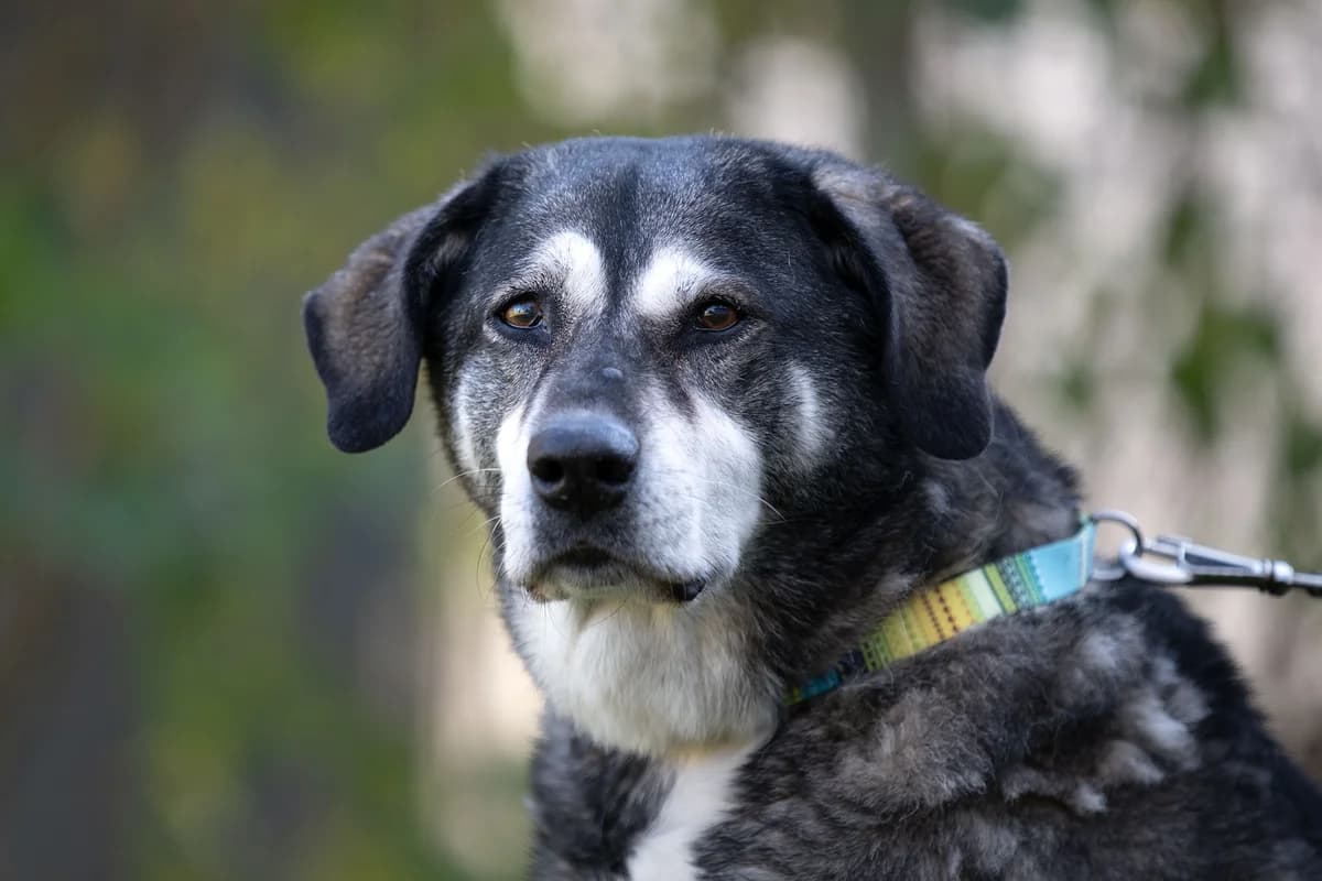 Kira, female Mixed Breed for adoption at Tierheim Brunn am Gebirge, Brunn am Gebirge