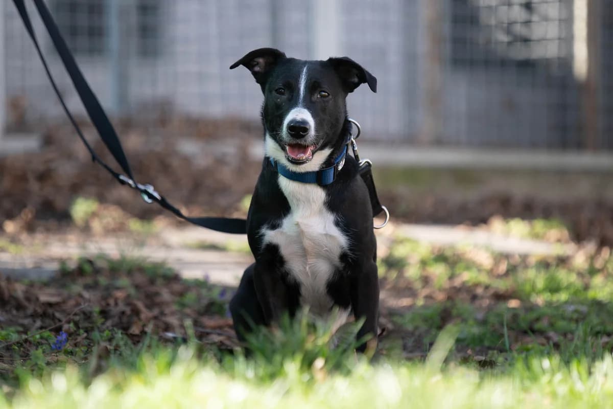 Luna, female Mixed Breed for adoption at Tierheim Brunn am Gebirge, Brunn am Gebirge