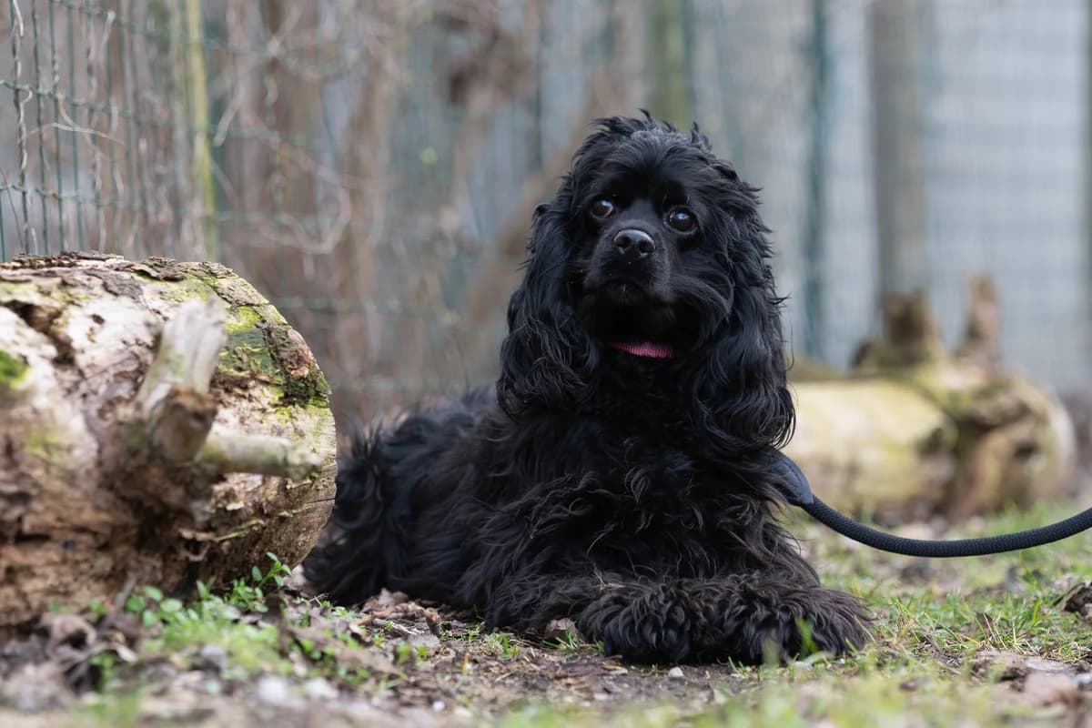 Mimi, female young Mixed Breed for adoption at Tierheim Brunn am Gebirge, Brunn am Gebirge