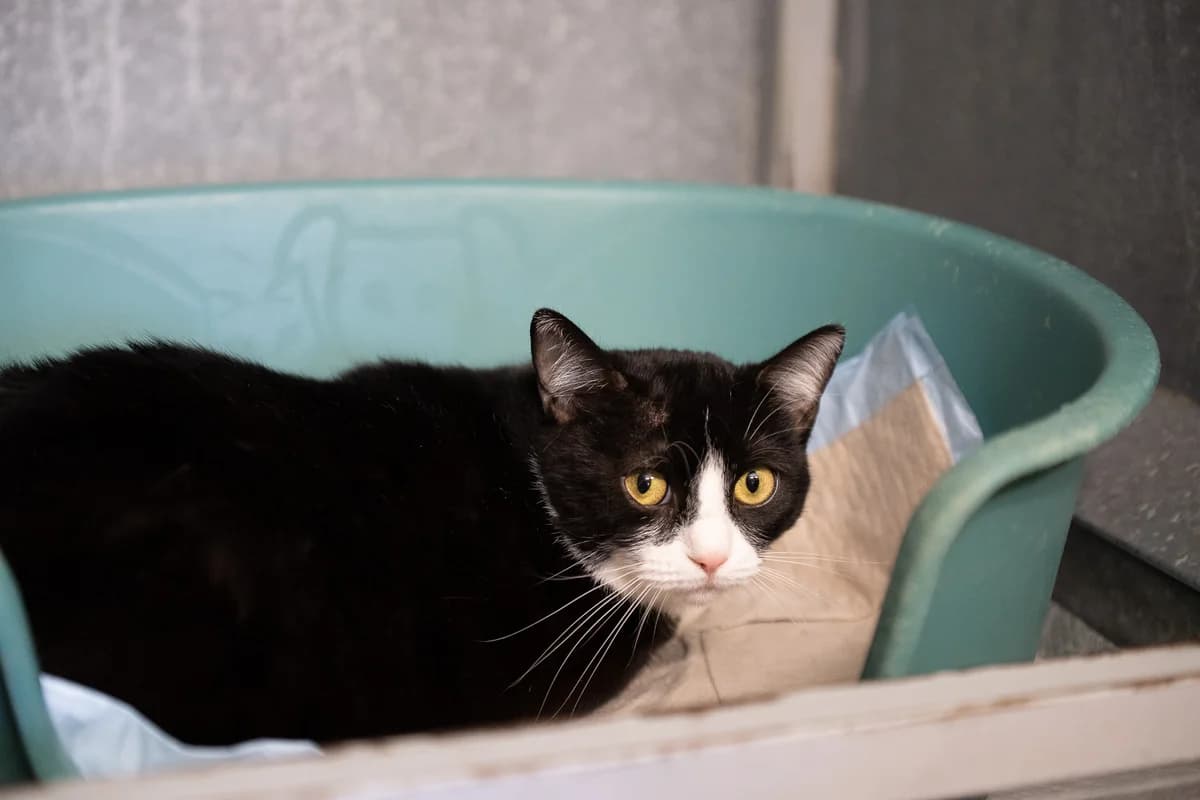 Molly, 3yo Mixed Breed Cat for adoption at Tierheim Brunn am Gebirge, Brunn am Gebirge