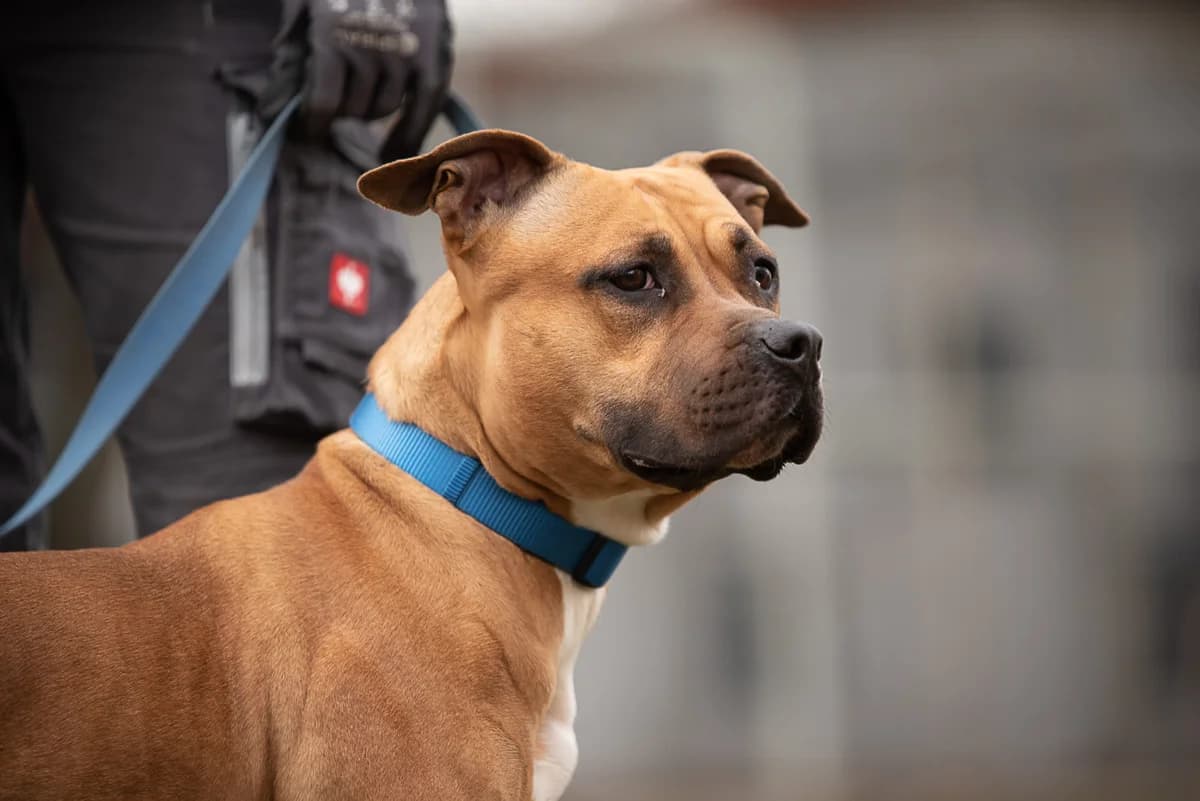 Nala, female 6yo Mixed Breed for adoption at Tierheim Brunn am Gebirge, Brunn am Gebirge