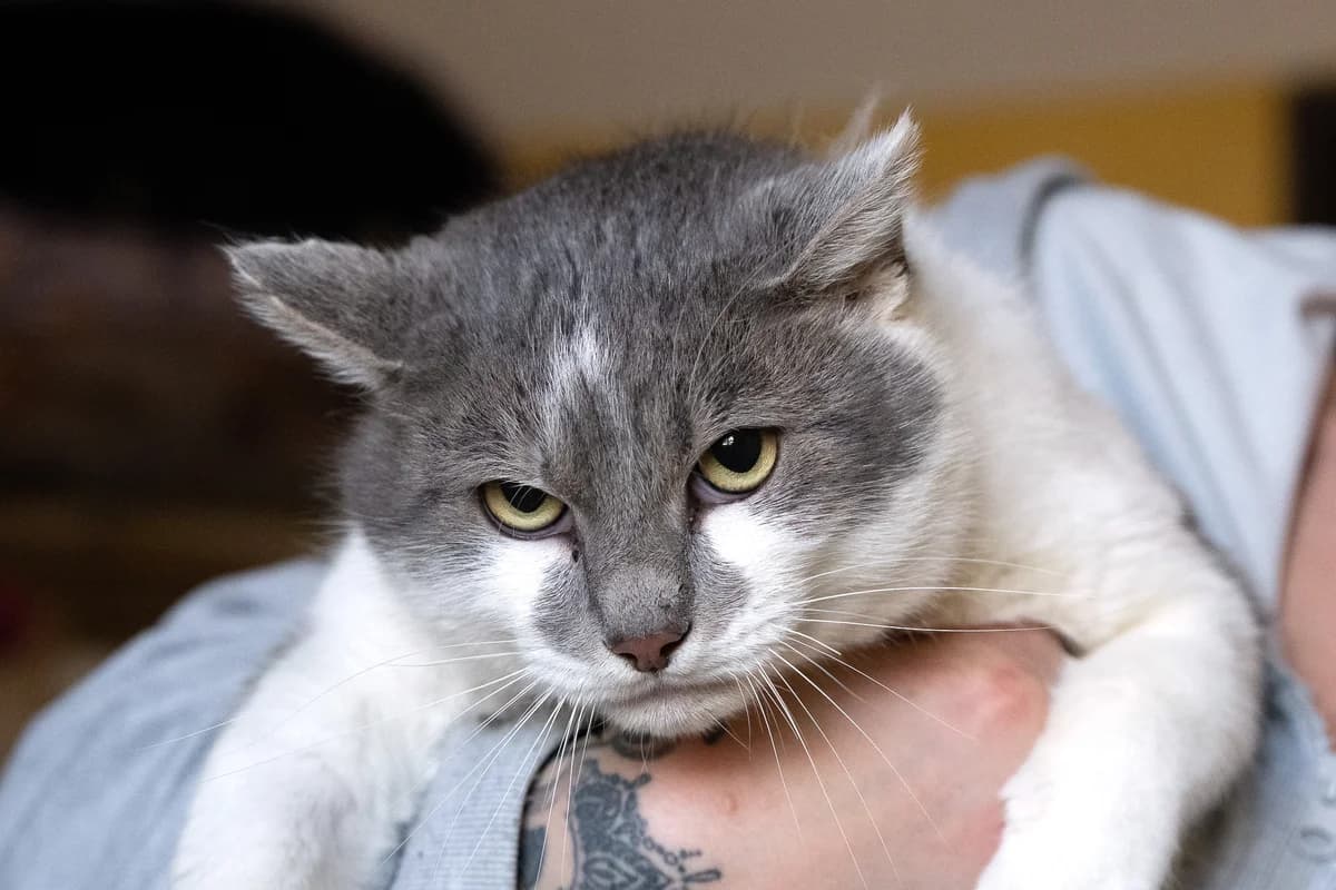 Oreo, grau male 4yo Mixed Breed Cat for adoption at Tierheim Brunn am Gebirge, Brunn am Gebirge