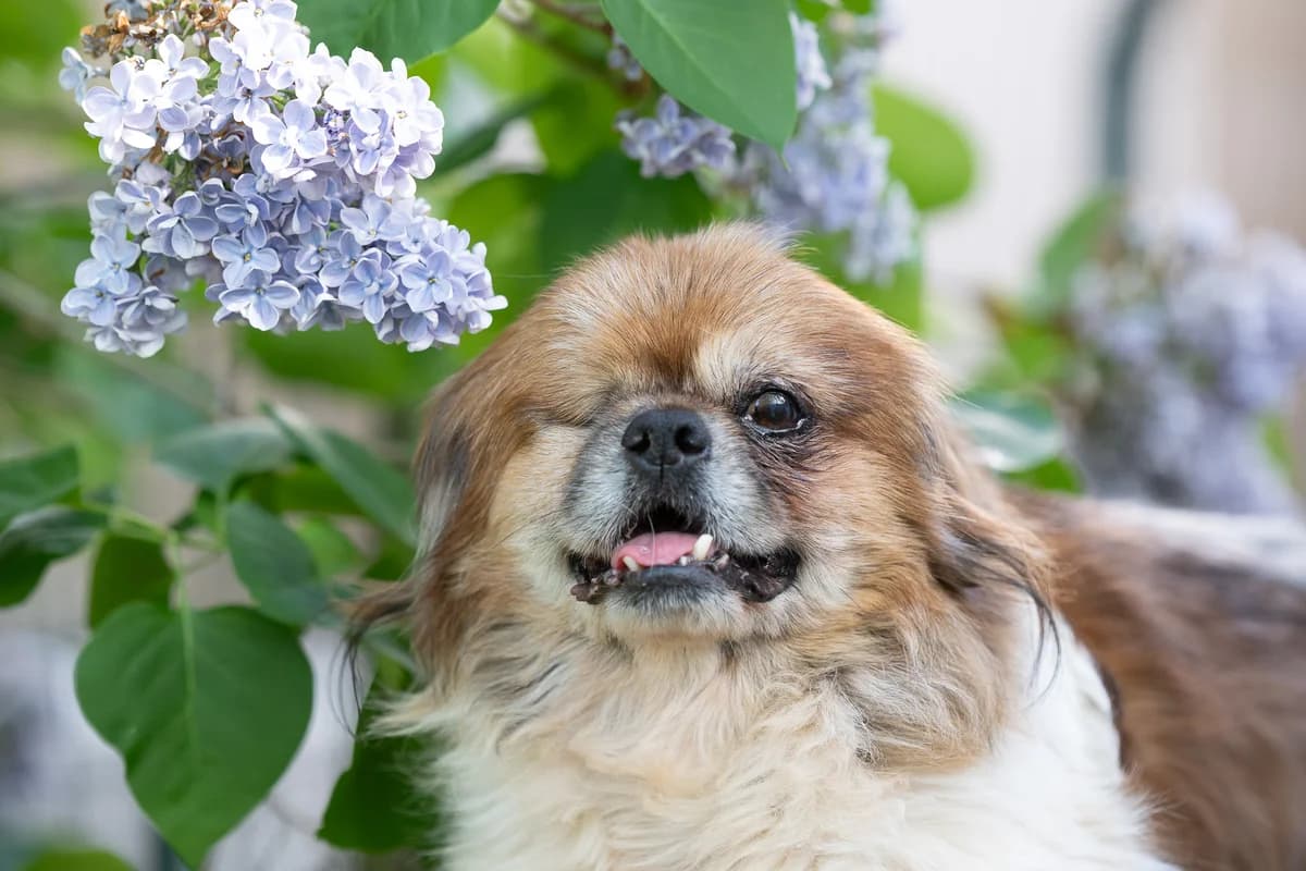 Pablo,  senior Mixed Breed for adoption at Tierheim Brunn am Gebirge, Brunn am Gebirge