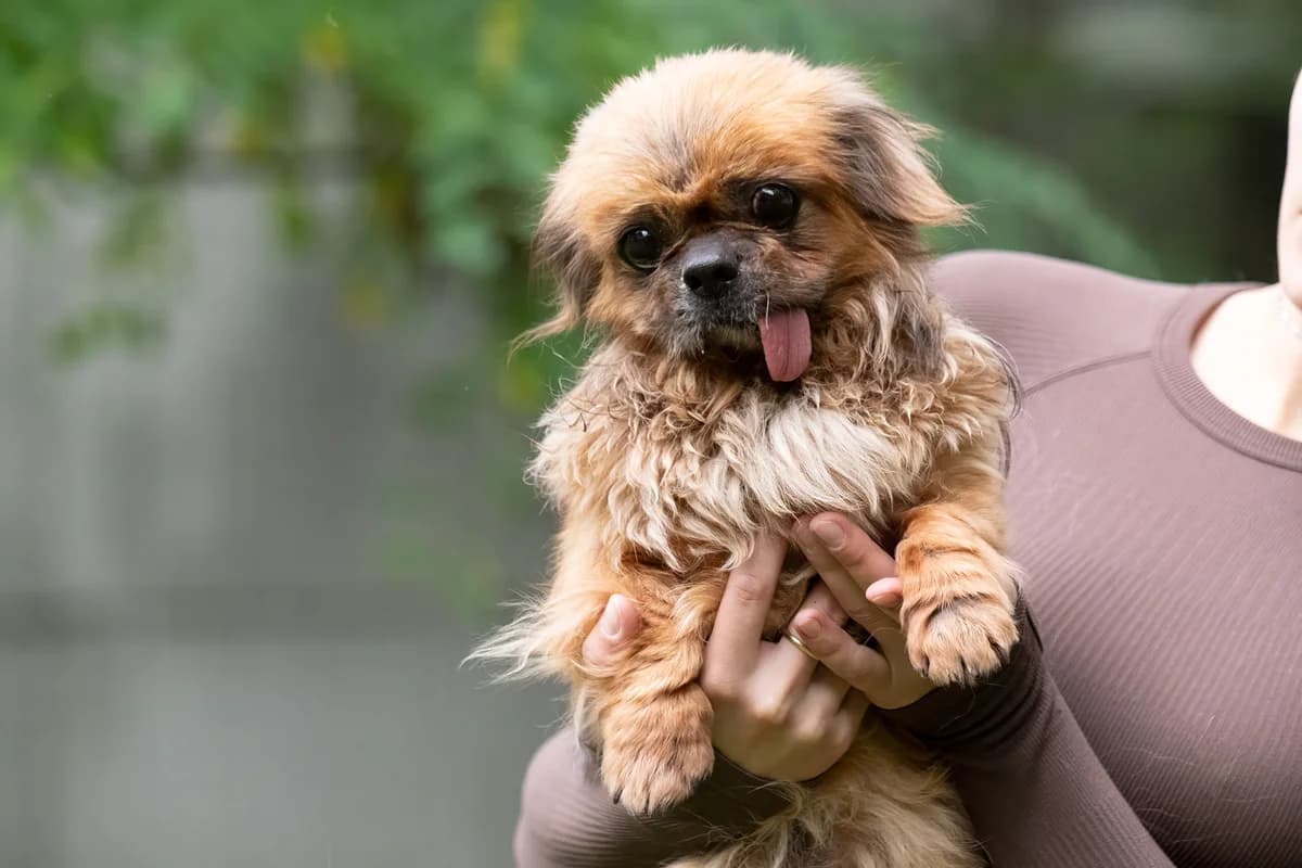 Paulchen, male Mixed Breed for adoption at Tierheim Brunn am Gebirge, Brunn am Gebirge