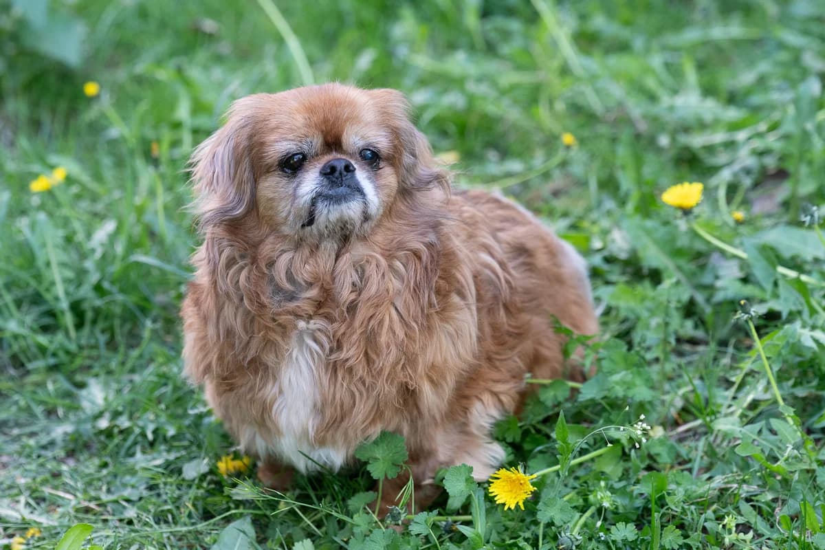 Poldi,  senior Mixed Breed for adoption at Tierheim Brunn am Gebirge, Brunn am Gebirge