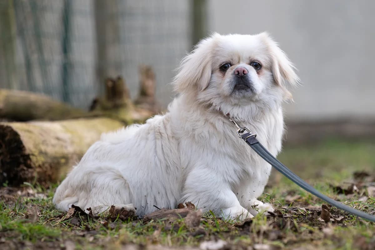 Ranger,  young Mixed Breed for adoption at Tierheim Brunn am Gebirge, Brunn am Gebirge