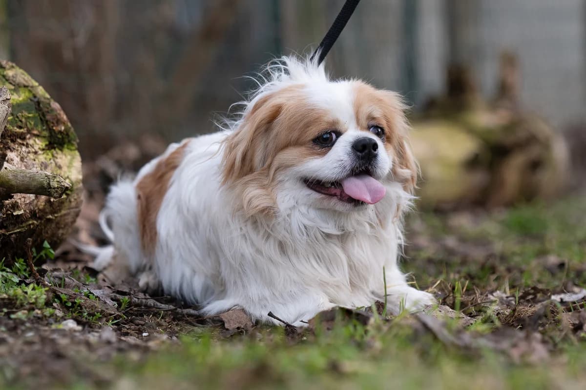 Robin,  Mixed Breed for adoption at Tierheim Brunn am Gebirge, Brunn am Gebirge