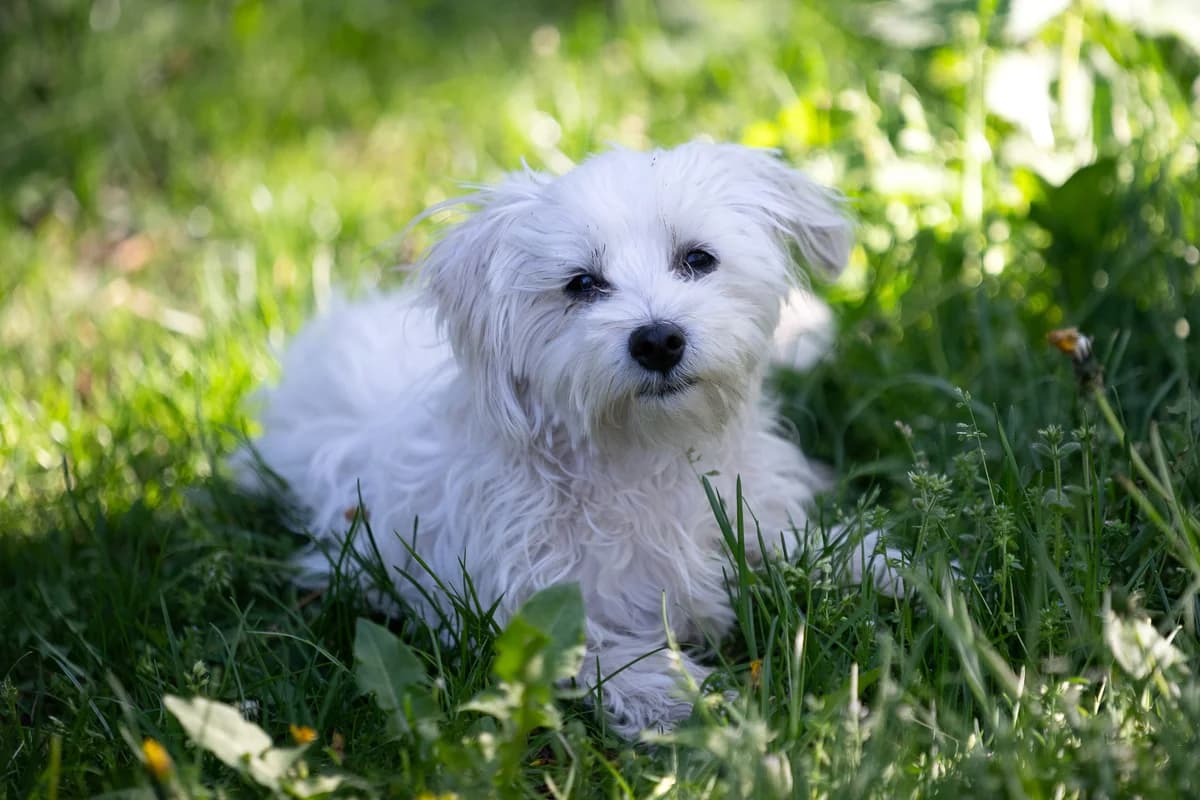 Samy,  young Mixed Breed for adoption at Tierheim Brunn am Gebirge, Brunn am Gebirge