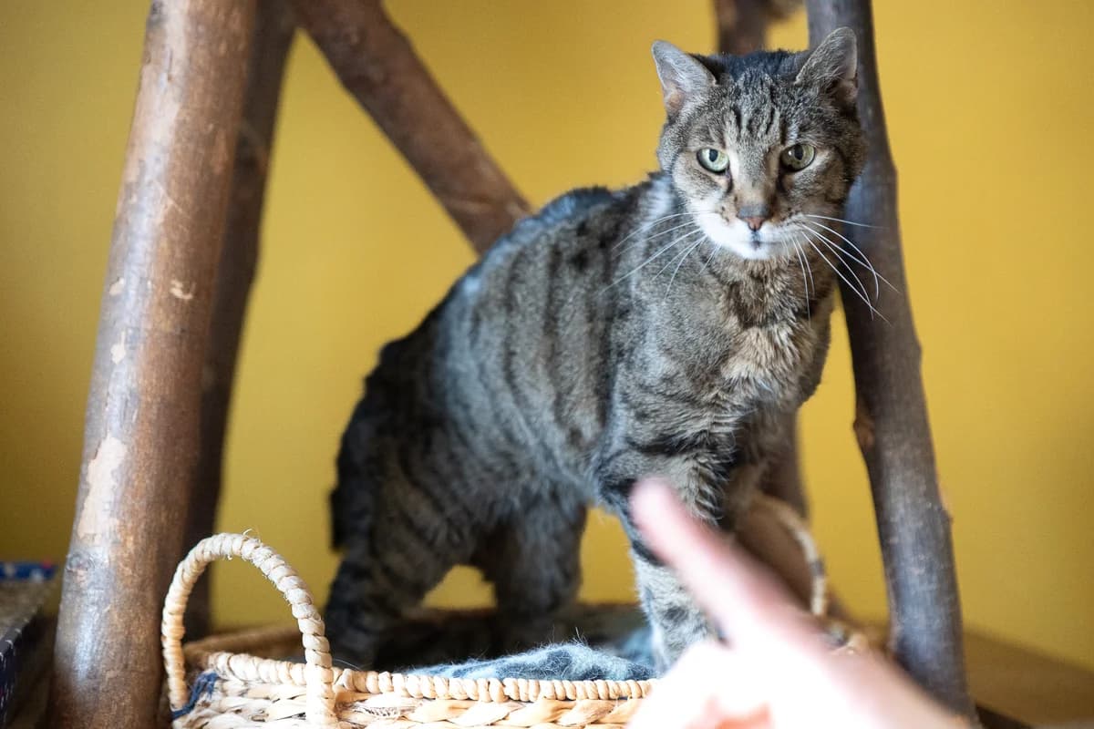 Sandy, senior Mixed Breed Cat for adoption at Tierheim Brunn am Gebirge, Brunn am Gebirge