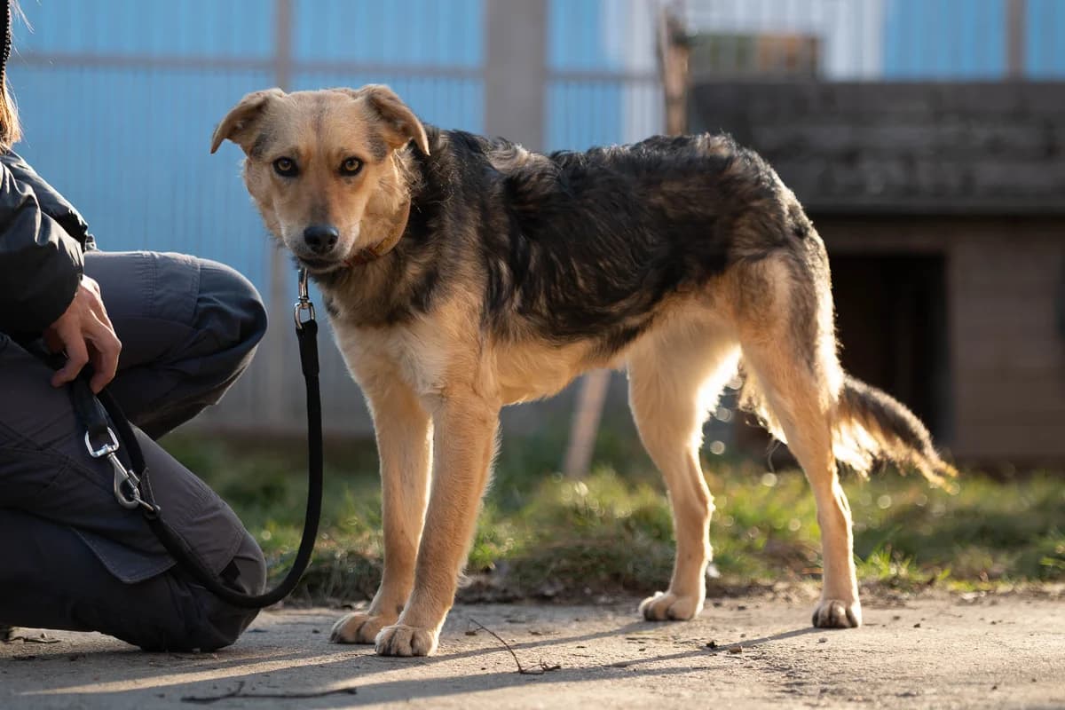 Sissy,  Mixed Breed for adoption at Tierheim Brunn am Gebirge, Brunn am Gebirge