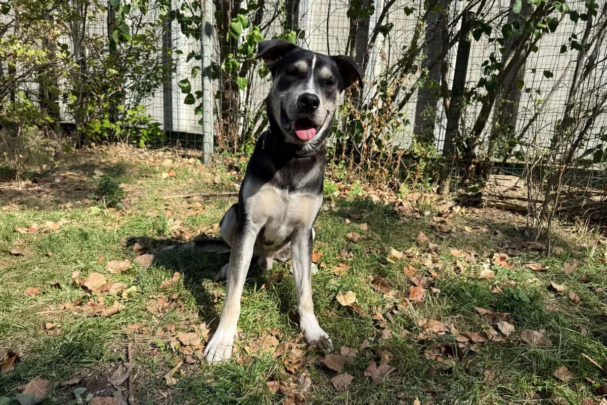 Taco, male Mixed Breed for adoption at Tierheim Brunn am Gebirge, Brunn am Gebirge