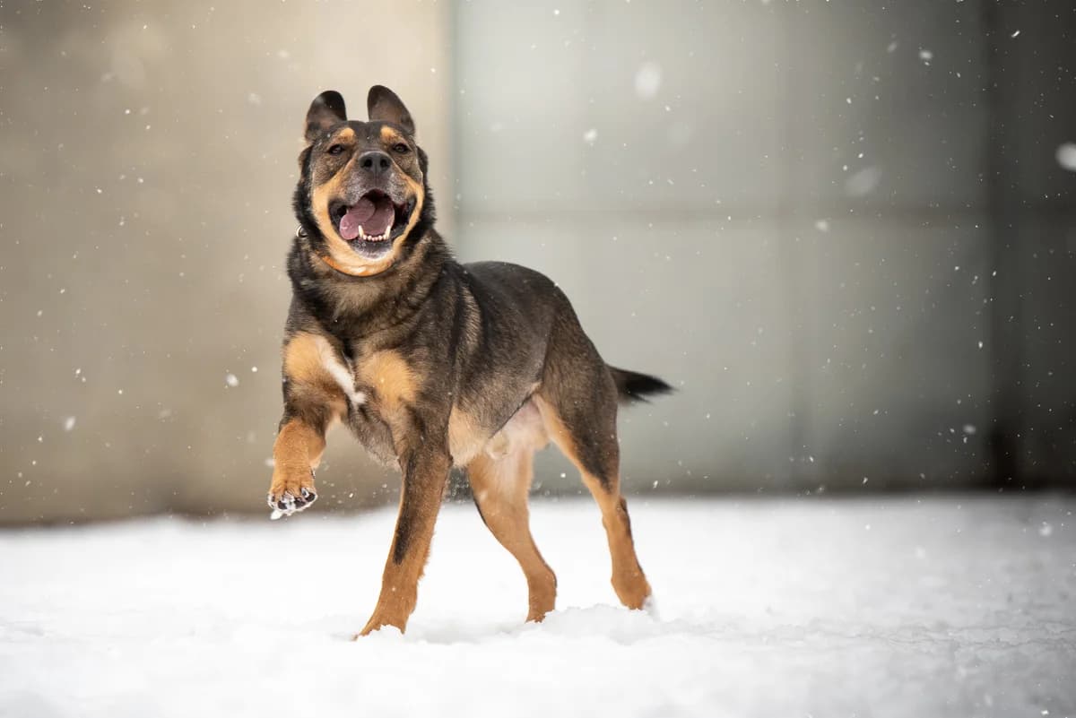 Zabu, male Mixed Breed for adoption at Tierheim Brunn am Gebirge, Brunn am Gebirge