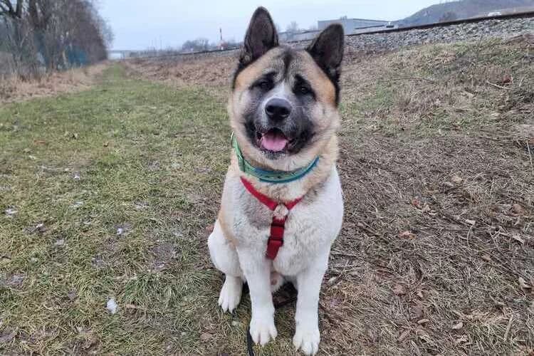 Akuma, male 4yo Akita for adoption at Tierheim Dechanthof, Mistelbach