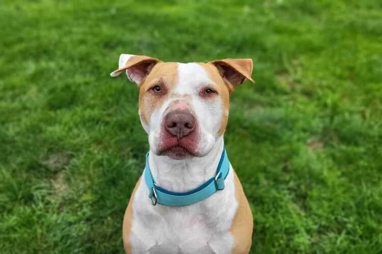 Ares, male senior mixed breed for adoption at Tierheim Dechanthof, Mistelbach