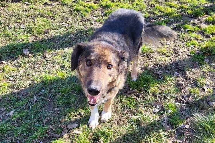 Benno, male senior mixed breed for adoption at Tierheim Dechanthof, Mistelbach