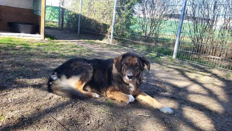 Benno, male mixed breed for adoption at Tierheim Dechanthof, Dechanthof — photo 2 of 5