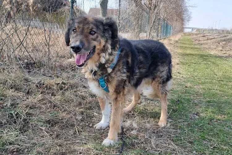 Benno, male mixed breed for adoption at Tierheim Dechanthof, Dechanthof — photo 3 of 5