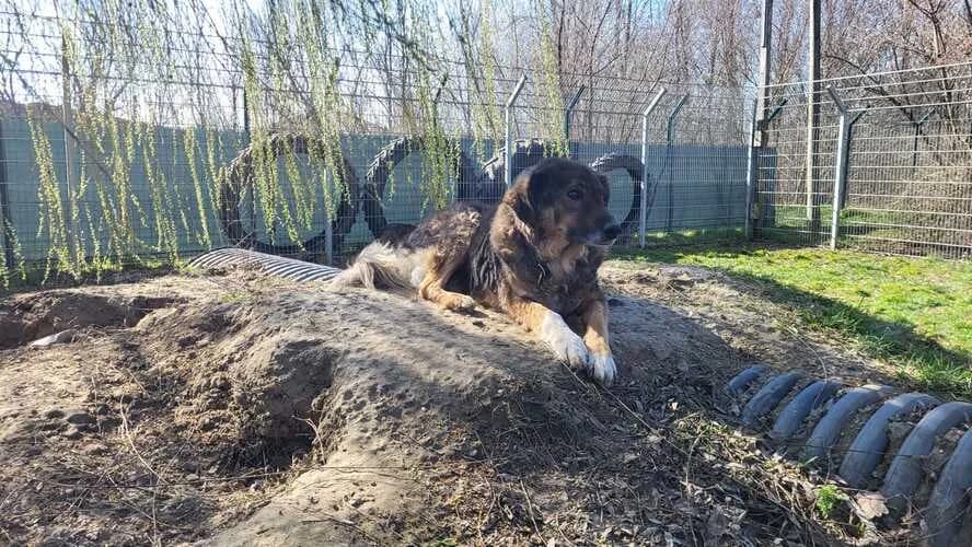 Benno, male mixed breed for adoption at Tierheim Dechanthof, Dechanthof — photo 4 of 5