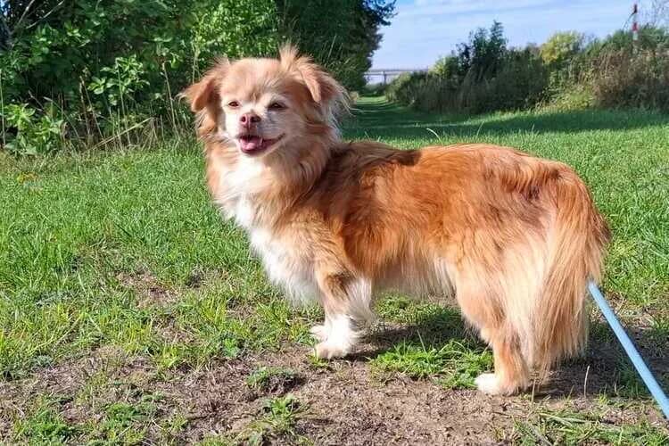 Coco, female senior Mixed Breed for adoption at Tierheim Dechanthof, Mistelbach