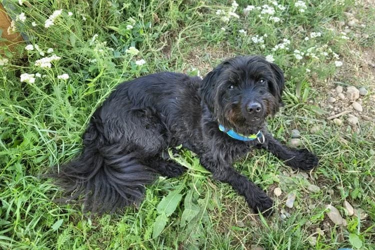 Cro, male senior mixed breed for adoption at Tierheim Dechanthof, Mistelbach