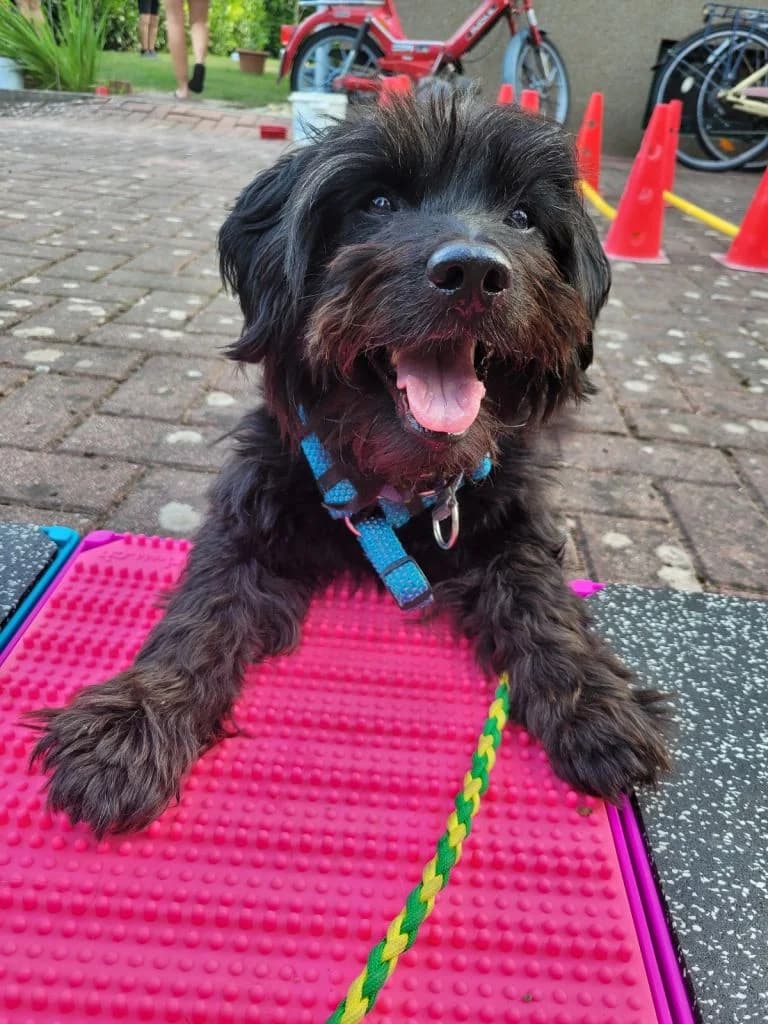 Cro, male mixed breed for adoption at Tierheim Dechanthof, Dechanthof — photo 2 of 7