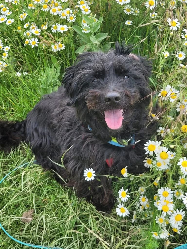 Cro, male mixed breed for adoption at Tierheim Dechanthof, Dechanthof — photo 3 of 7