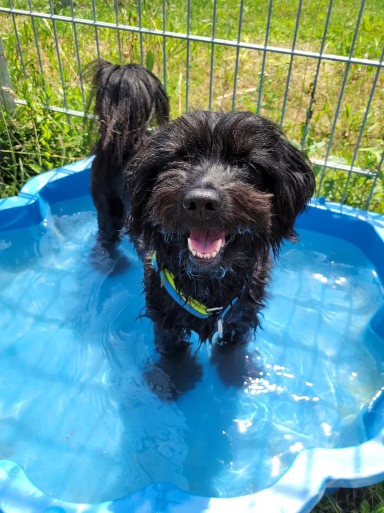 Cro, male mixed breed for adoption at Tierheim Dechanthof, Dechanthof — photo 4 of 7