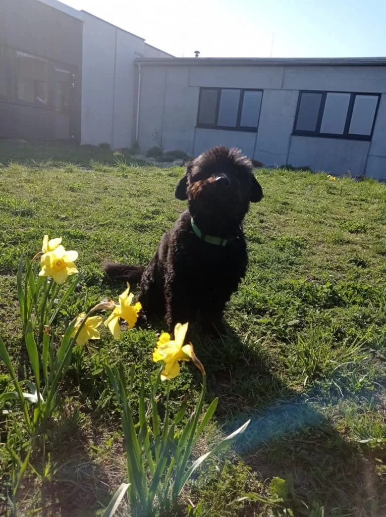 Cro, male mixed breed for adoption at Tierheim Dechanthof, Dechanthof — photo 5 of 7