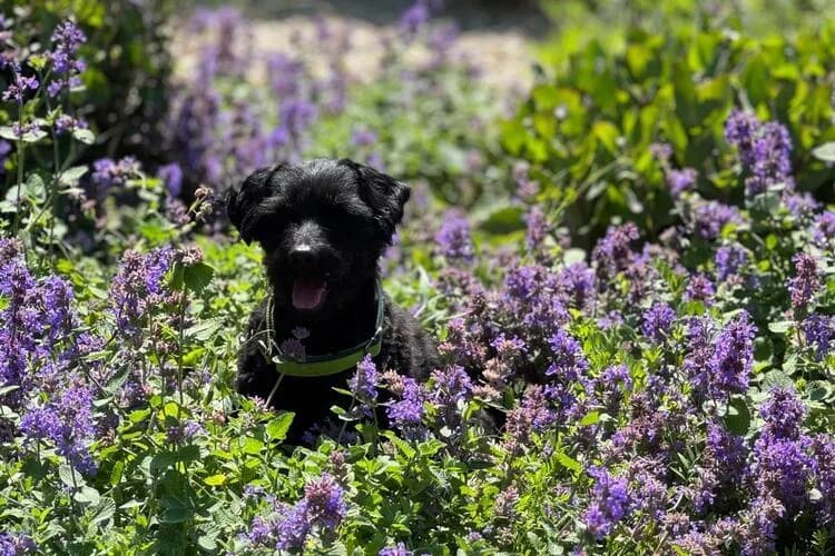 Cro, male mixed breed for adoption at Tierheim Dechanthof, Dechanthof — photo 6 of 7