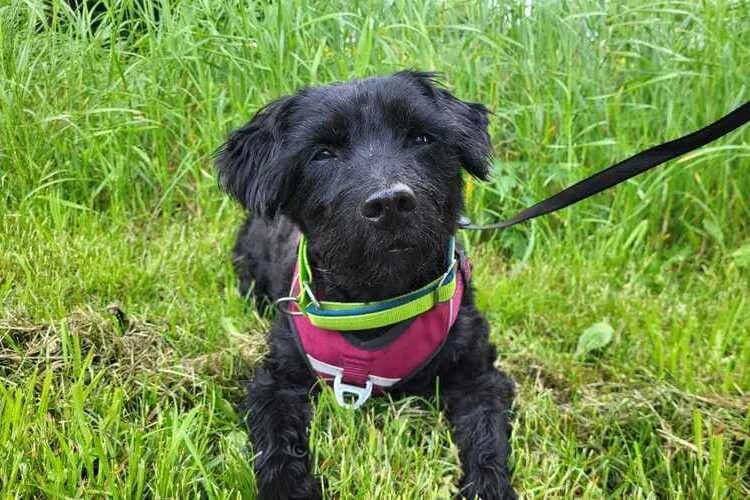 Cro, male mixed breed for adoption at Tierheim Dechanthof, Dechanthof — photo 7 of 7