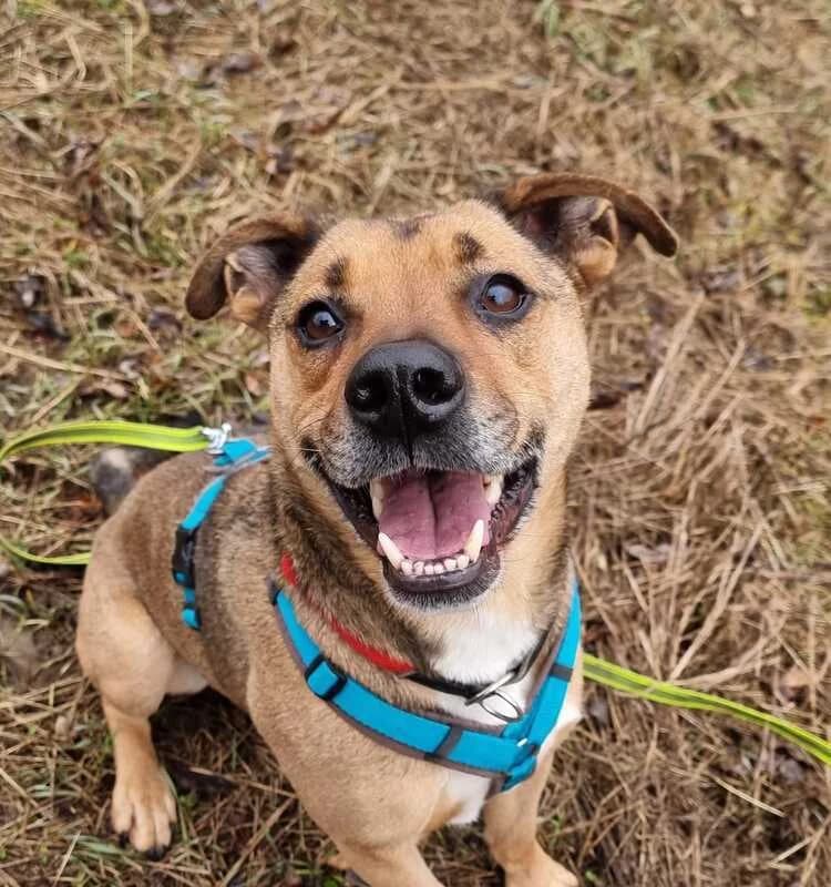 Dean, male Mixed Breed for adoption at Tierheim Dechanthof, Dechanthof