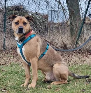 Dean, male Mixed Breed for adoption at Tierheim Dechanthof, Dechanthof — photo 2 of 6