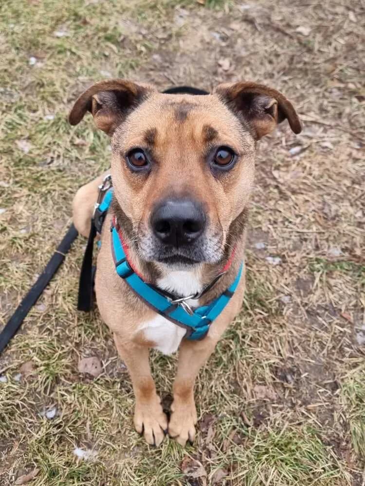 Dean, male Mixed Breed for adoption at Tierheim Dechanthof, Dechanthof — photo 3 of 6
