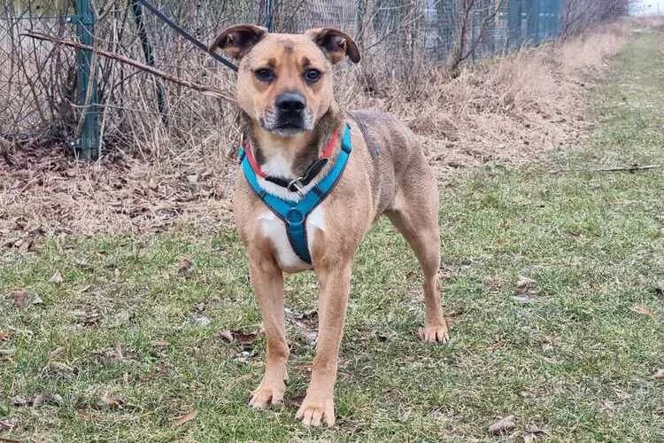 Dean, male Mixed Breed for adoption at Tierheim Dechanthof, Dechanthof — photo 4 of 6