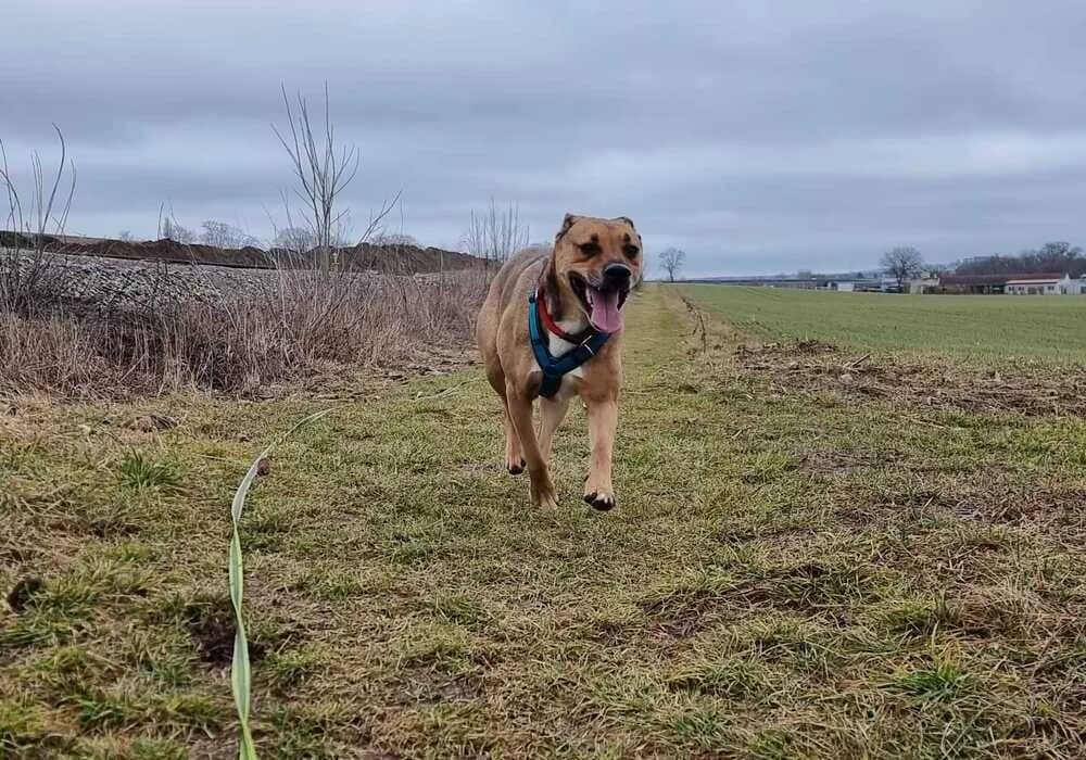 Dean, male Mixed Breed for adoption at Tierheim Dechanthof, Dechanthof — photo 5 of 6