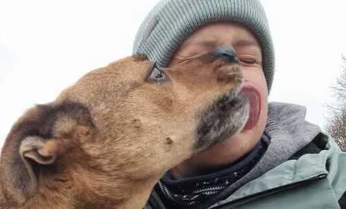 Dean, male Mixed Breed for adoption at Tierheim Dechanthof, Dechanthof — photo 6 of 6