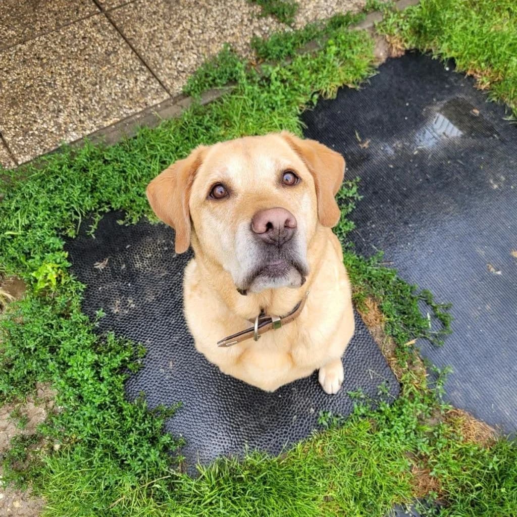 Filou, male Labrador Retriever for adoption at Tierheim Dechanthof, Dechanthof — photo 2 of 8
