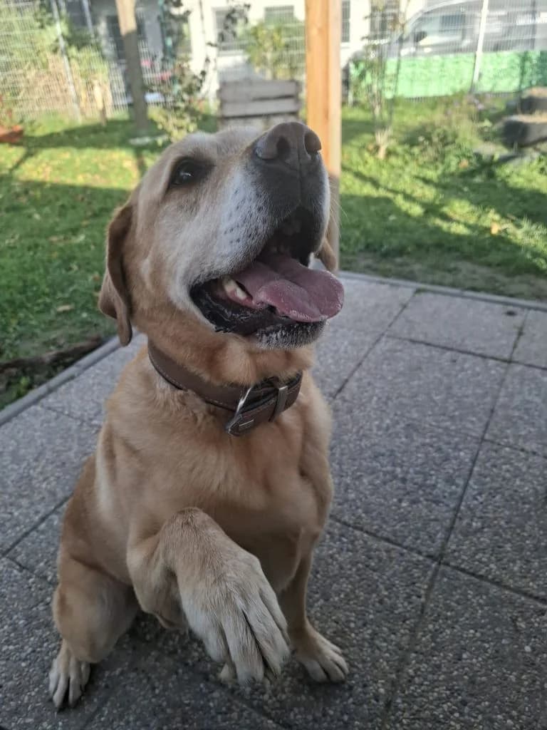 Filou, male Labrador Retriever for adoption at Tierheim Dechanthof, Dechanthof — photo 3 of 8