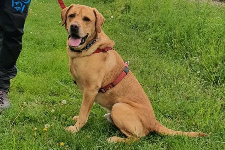 Filou, male Labrador Retriever for adoption at Tierheim Dechanthof, Dechanthof — photo 4 of 8