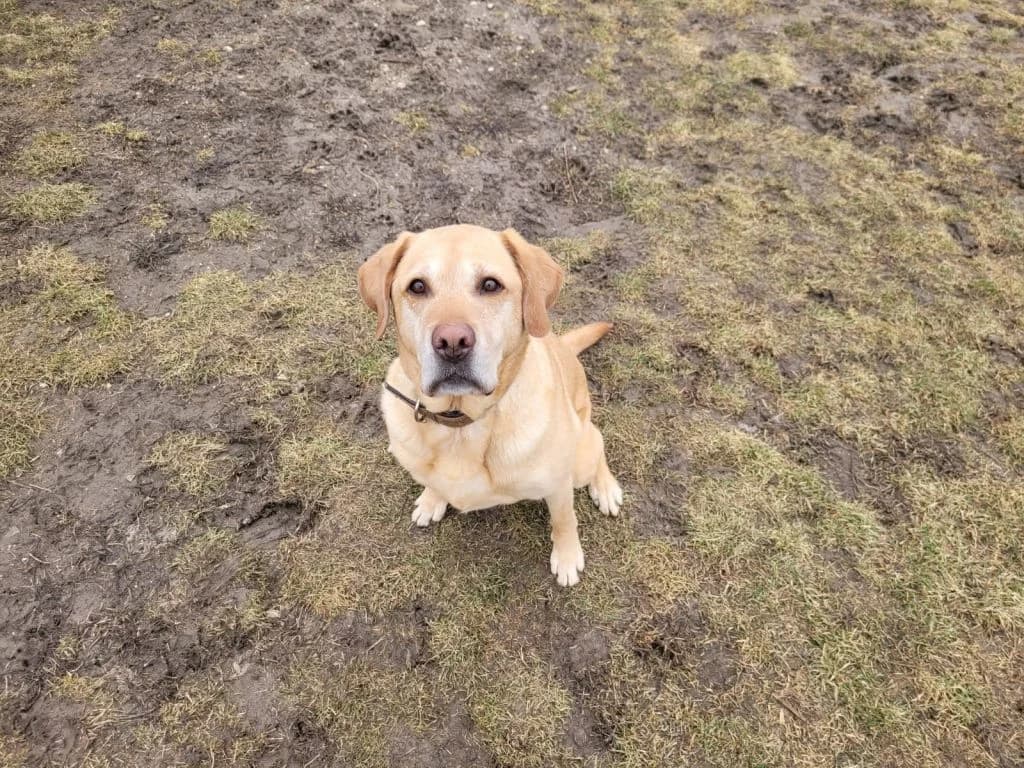 Filou, male Labrador Retriever for adoption at Tierheim Dechanthof, Dechanthof — photo 5 of 8