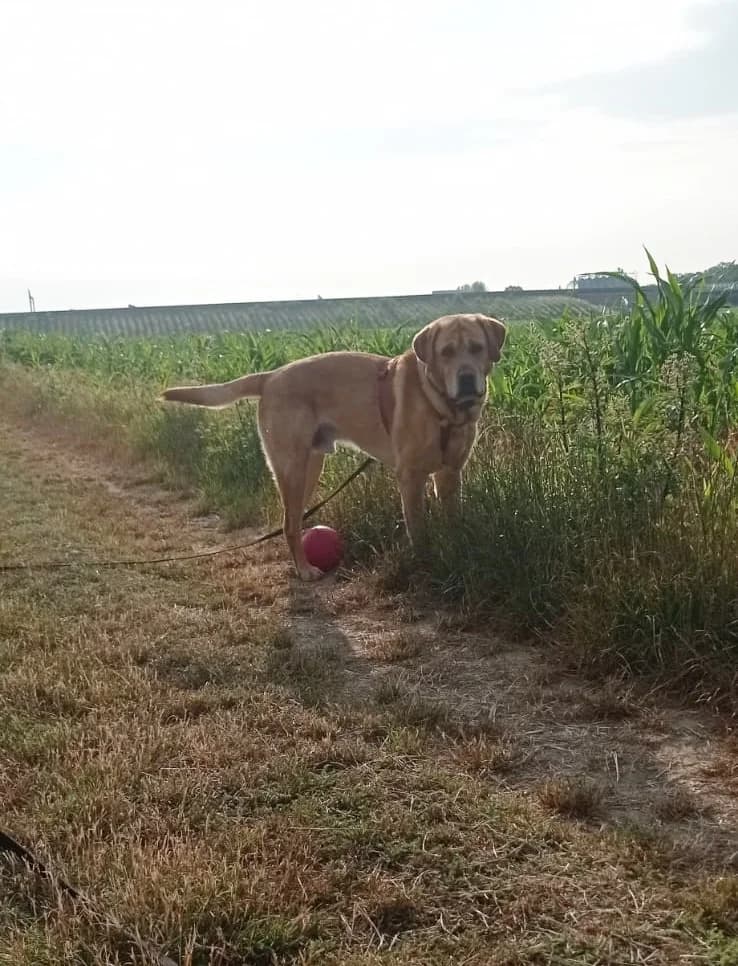 Filou, male Labrador Retriever for adoption at Tierheim Dechanthof, Dechanthof — photo 6 of 8