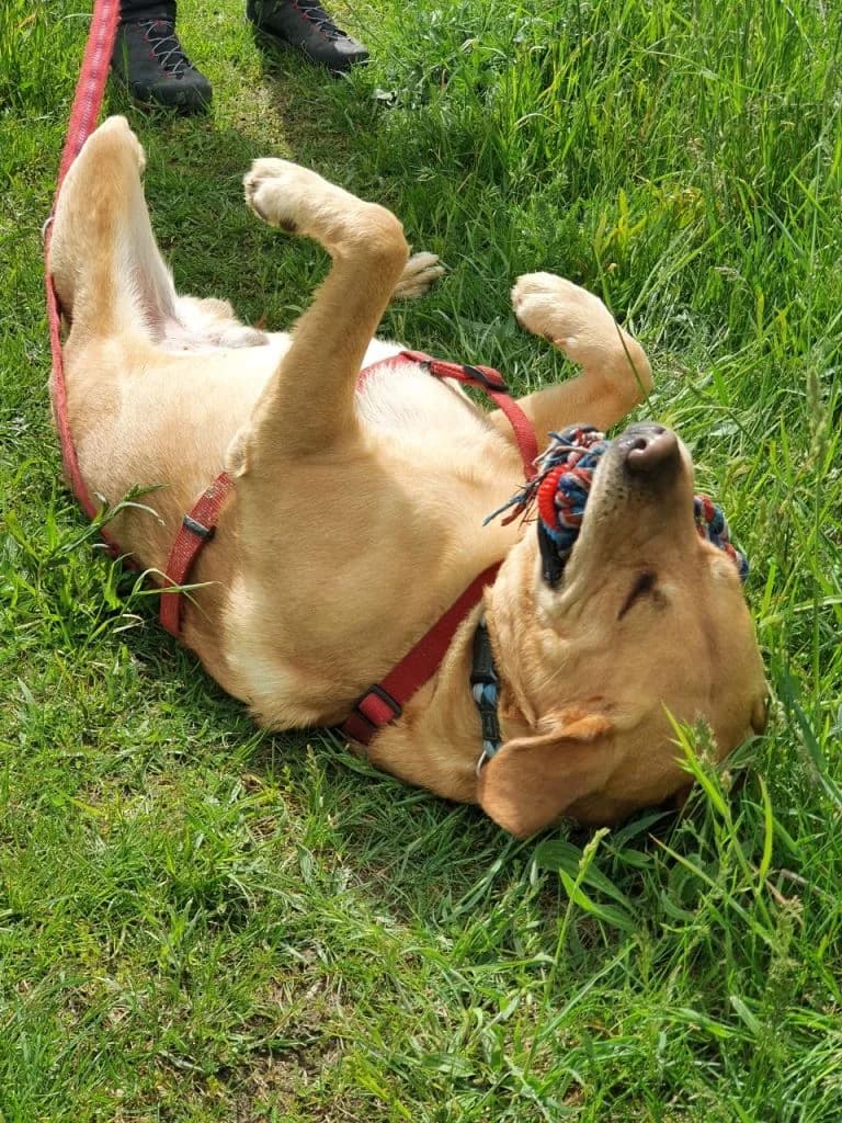 Filou, male Labrador Retriever for adoption at Tierheim Dechanthof, Dechanthof — photo 7 of 8
