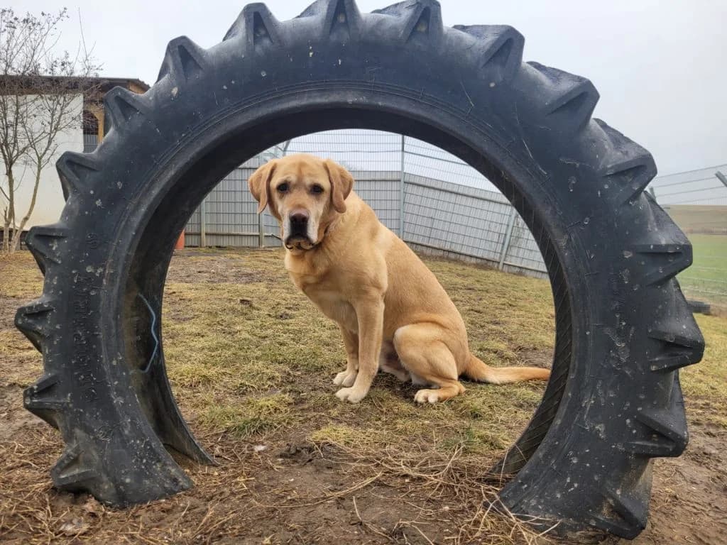 Filou, male Labrador Retriever for adoption at Tierheim Dechanthof, Dechanthof — photo 8 of 8