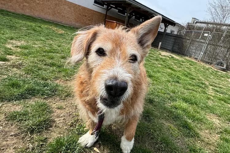 Fritzi, male mixed breed for adoption at Tierheim Dechanthof, Dechanthof