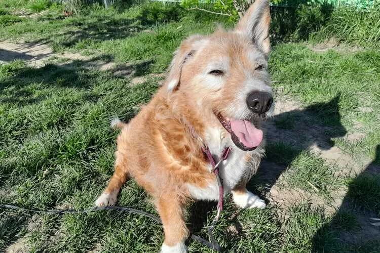 Fritzi, male mixed breed for adoption at Tierheim Dechanthof, Dechanthof — photo 2 of 3