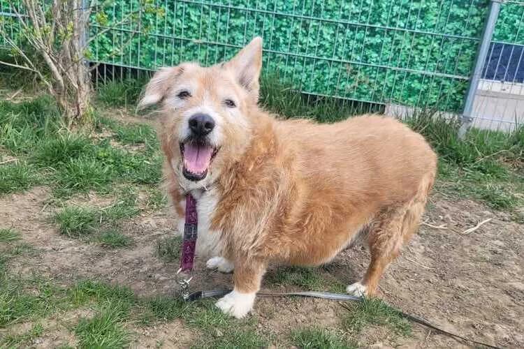 Fritzi, male mixed breed for adoption at Tierheim Dechanthof, Dechanthof — photo 3 of 3